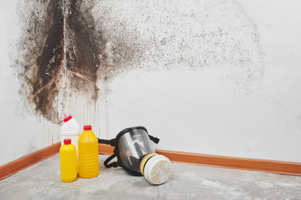 Trusted West St Paul, MN Mold Removal Experts