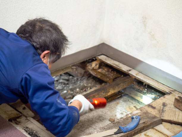 Best Local Mold Removal Service  in West St Paul, MN