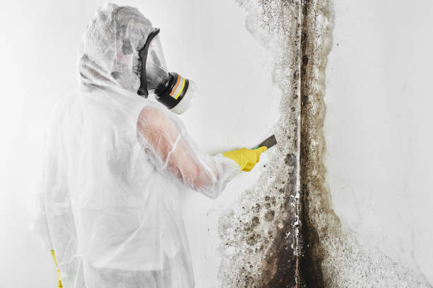 Best Mold Cleaning Services  in West St Paul, MN