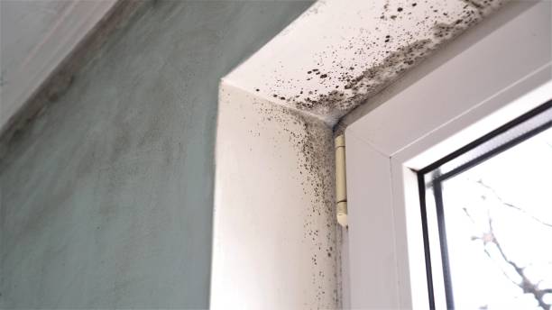 Best Same-Day Mold Removal  in West St Paul, MN