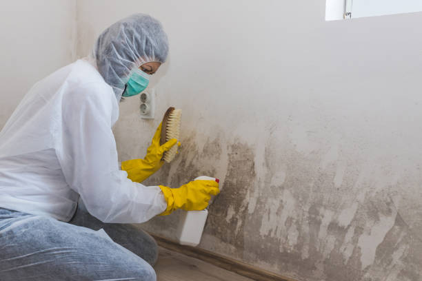 Attic Mold Removal in West St Paul, MN