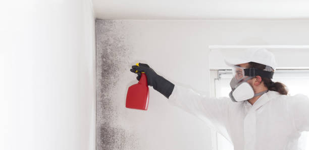 Best Crawl Space Mold Removal  in West St Paul, MN
