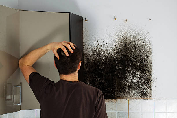 Best Certified Mold Removal  in West St Paul, MN